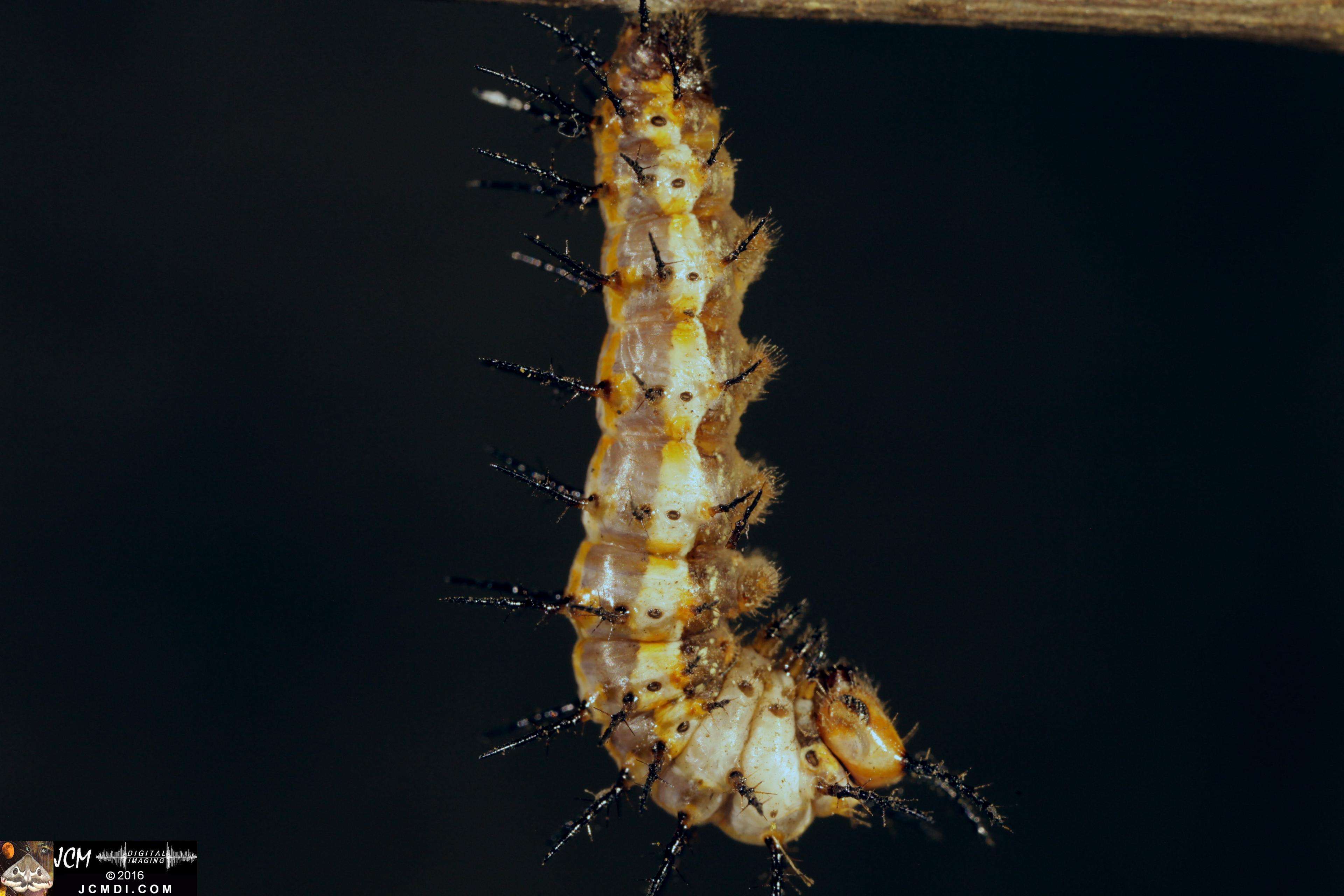 V20509 IMG_0034 20160908 Gulf Fritillary Butterfly Pupation 5D 65mm macro 2sec stills.jpg